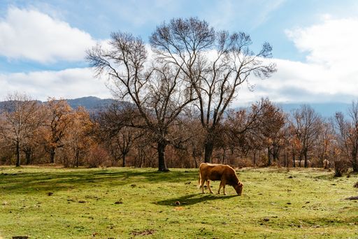a shot of a cow grazing in a pasture near an autumn forest