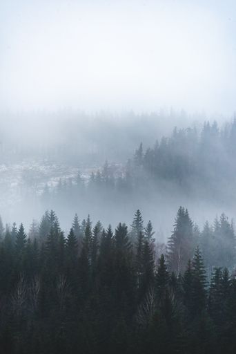 A vertical shot of beautiful green trees in the forest on the foggy background