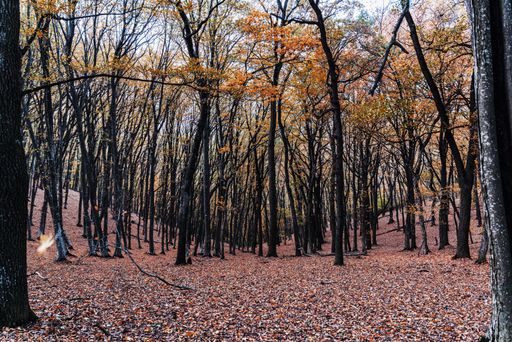A picturesque scene of autumn forest with orange and red leaves fallen on the ground
