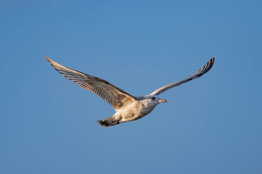 A majestic Herring gull gliding gracefully through the clear blue sky