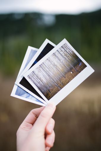 A hand holding three vintage instant film photos of nature