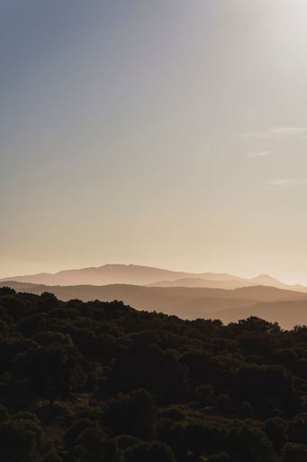 A vertical shot of a beautiful forest near the mountains in Cadiz, Spain