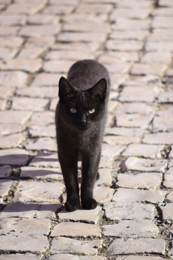 A vertical of a beautiful black cat walking on a tiled cobblestone walkway