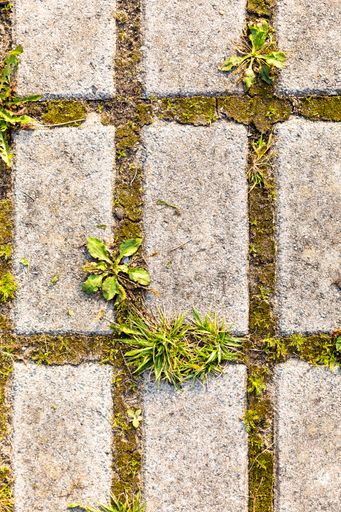 A top view of the grass growing under a cobblestone walkway at daylight