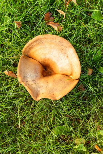 A top view of a paxillus involutus mushroom in a field covered in the grass under the sunlight