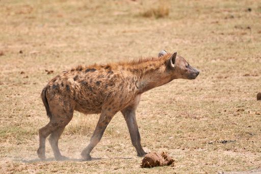 A shot of a hyena standing in a tranquil desert