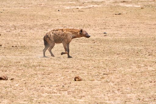 A shot of a hyena standing in a tranquil desert