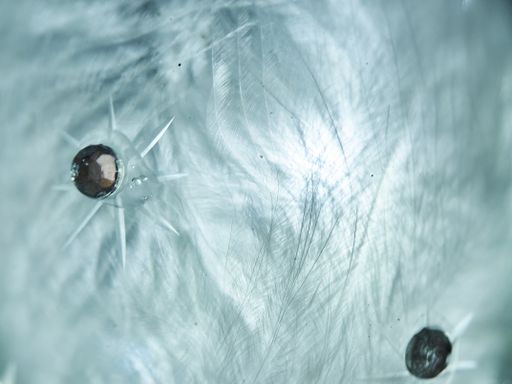 An extreme closeup of details of and feather pattern of an ice