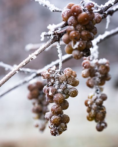 A vertical closeup shot of grapes on a branch with frost