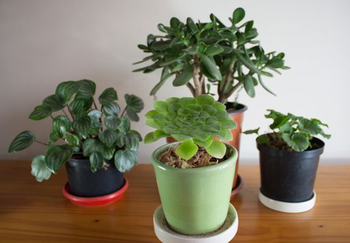 A selective focus shot of potted houseplants on a wooden table