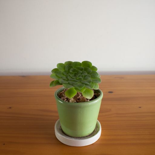 A vertical shot of a potted succulent houseplant on a wooden table