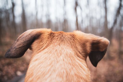 A beautiful shot of a dog's head from the back with ears hanging looking at the forest