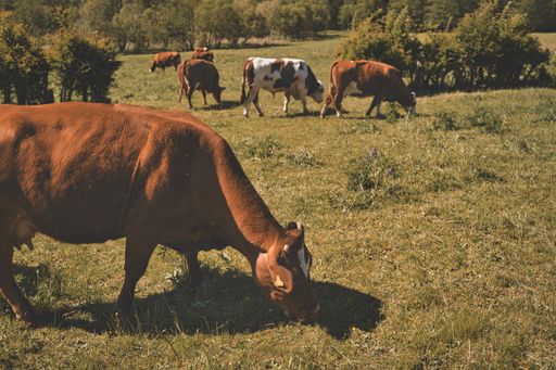 A beautiful view of cows grazing in the meadow