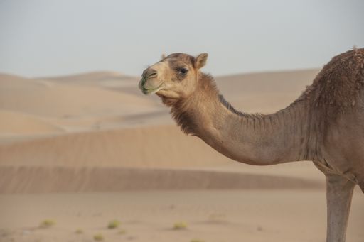 A selective focus shot of a camel in the desert