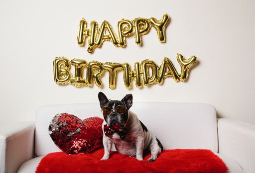 AFunny dog celebrating his birthday party on the sofa at home