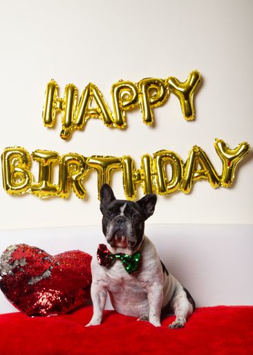 A French bulldog lying on the sofa with happy Birthday balloons. Birthday dog