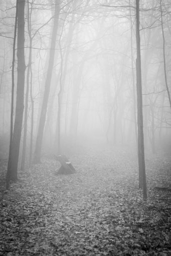 A vertical shot of a mysterious eerie scenery of a forest enveloped in fog - perfect for horror backgrounds