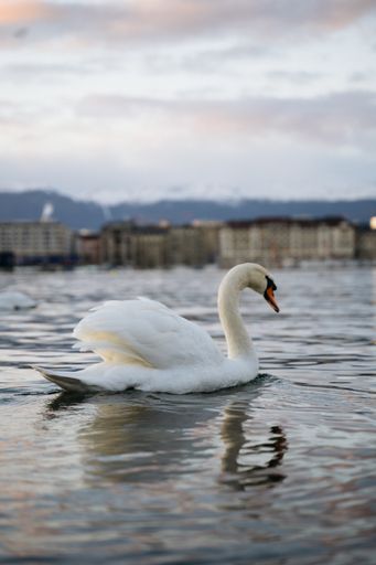 A vertical shot of a beautiful single swan swimming alone in a river