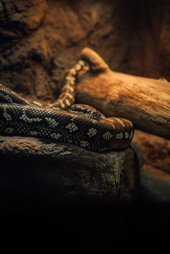 A vertical closeup shot of a snake at the zoo