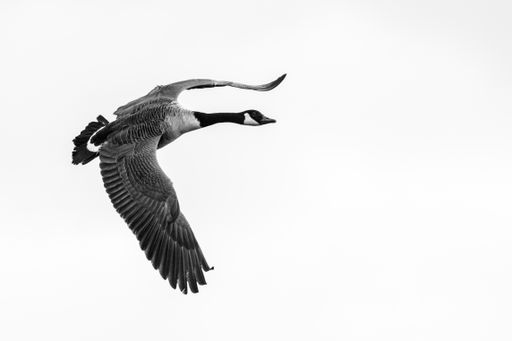 A closeup shot of a flying goose with a clear white isolated background