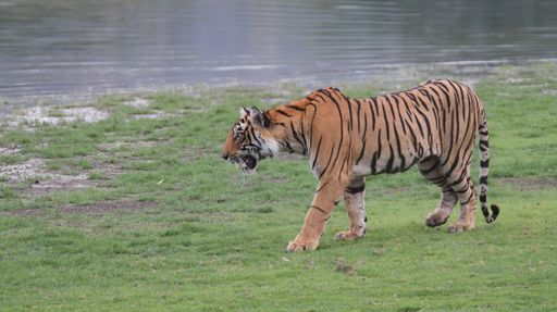 One of the three cubs of tigress Krishna in Zone 3 Ranthambhore