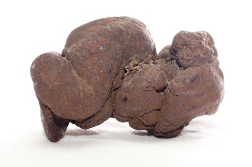 pseudocoprolite or coprolite sample, a form of fossilized poop