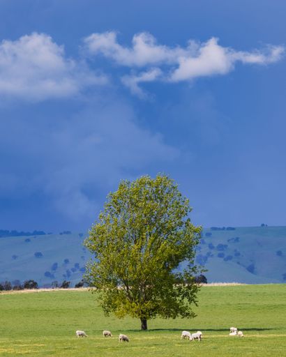 Tree in a field with sheep and a dramatic stormy sky and clouds in the background.