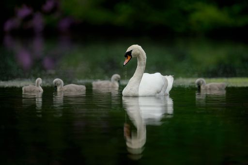 A mother swans dabbles for weeds whilst her offspring (fluffy little cygnets) copy her.