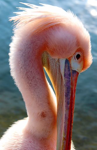 A vertical shot of an exotic bird with a long colorful beak captured in Green Park, London