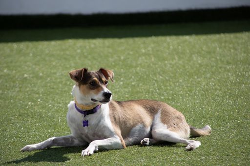A selective focus shot of a dog lying on the lawn