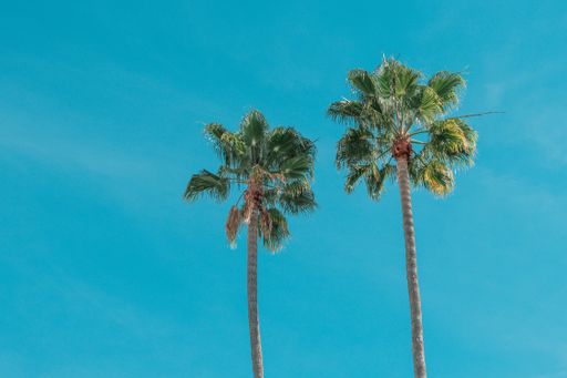 A low angle shot of beautiful palm trees under the clear blue sky