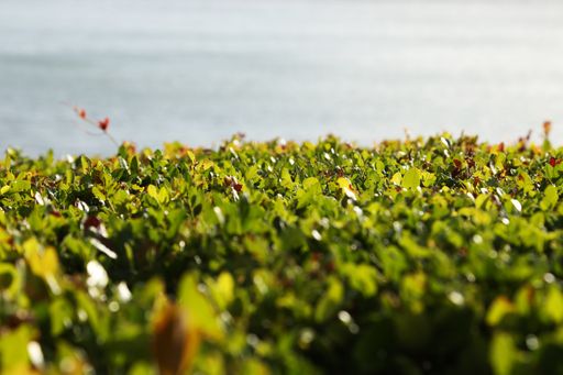 A neatly cut hedge with ocean in background. Hedge fund concept. This photo has selective focus.