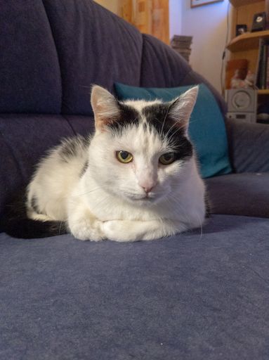 A vertical shot of a cute white cat lying on a couch