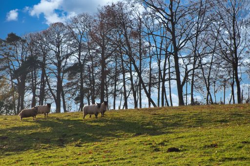 A shot of sheep grazing in the meadow, scenic nature of Maransart in Lasne, Belgium
