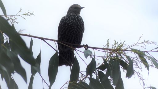 A closeup shot of a common black sterling perched on a tree branch