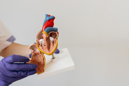 A doctor holding the model of a human heart on a white background