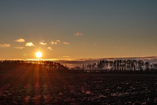 A beautiful scenery of a range of trees with the sunset in the background