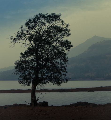 A vertical shot of a magnificent lonely tree by a lake surrounded by mountains