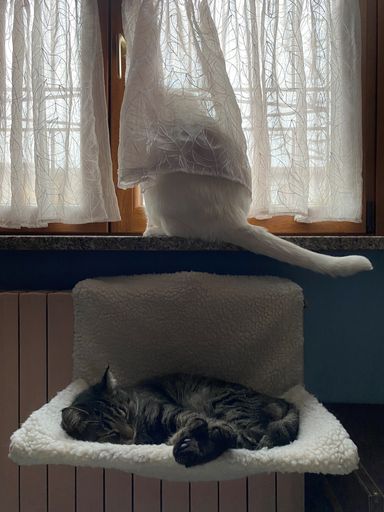 A vertical shot of a European white cat on the window and a black cat sleeping on the couch