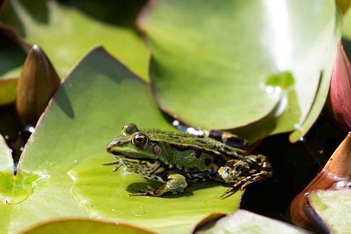 A closeup shot of a green pond frog on a lily pad basking in a garden pond