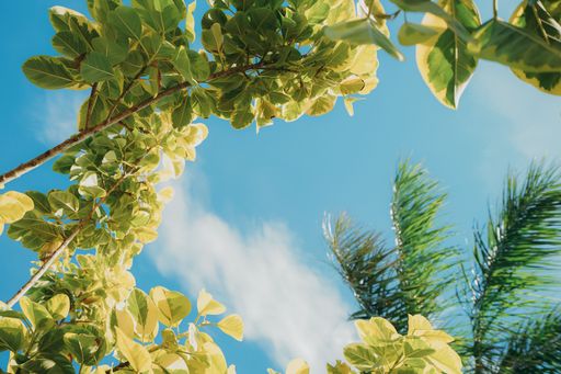 A low angle shot of green tropical plants growing under the sunlight and a blue sky