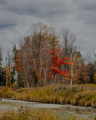 A vertical shot of a river in the middle of a grassy field with leafless trees under a clouded sky