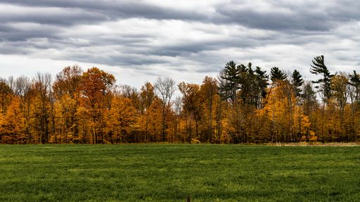 A beautiful shot of a grassy field with yellow leafed trees in the distance under a cloudy sky