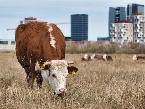 A brown cow grazing in the field during the daytime