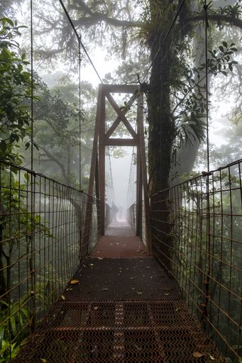 A vertical shot of the metal hanging bridge in the forest
