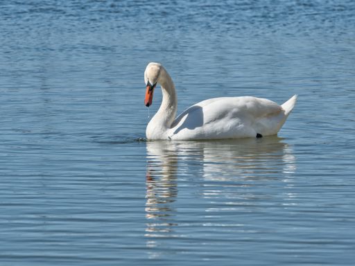 A white swan swimming in the blue water looking at its own reflection