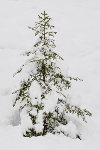 A vertical shot of a pine tree covered with snow