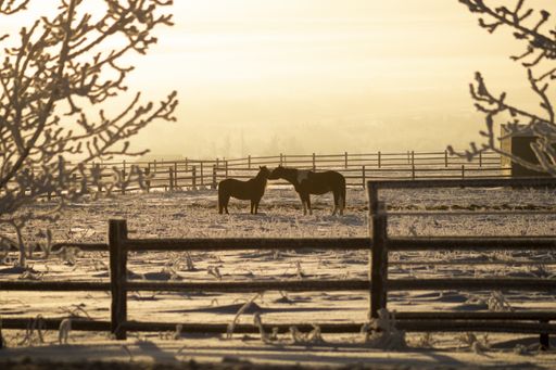A farm with wooden fences and horses in the middle of it under the sunlight during the evening