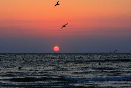 A horizontal shot of seagulls flying over the sea, sunset scenery in the background
