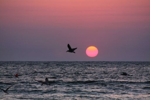 A shot of gulls flying over the wavy sea in the sunset scenery background